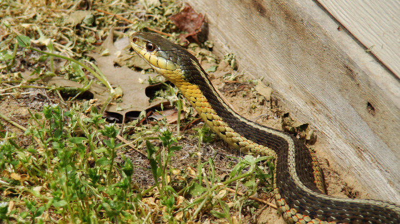 Snake near wooden barrier