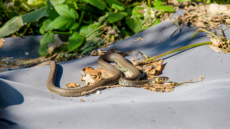 Snake on garden ground cover