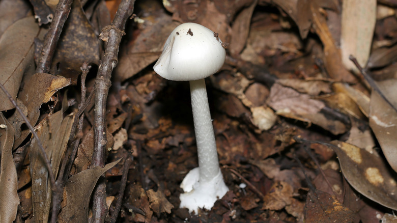 Poisonous white mushroom 