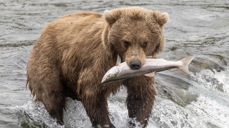 Bear in river with fish in mouth