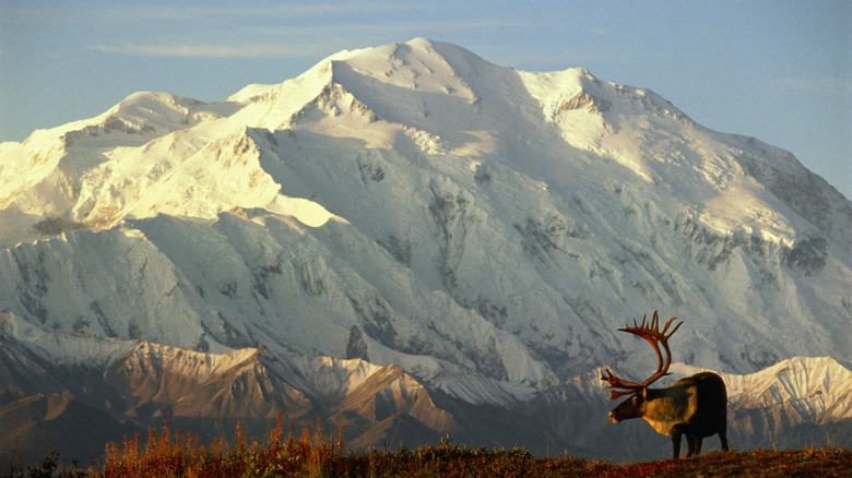 Mount Denali in the background with an elk in the fore