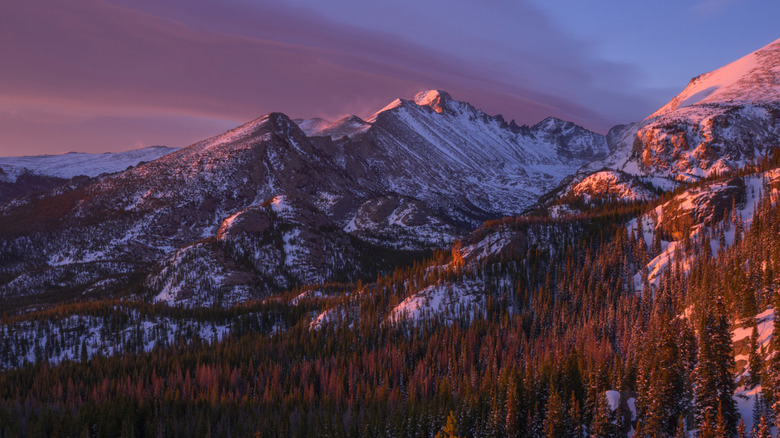 Snow covered Longs Peak looking over forest