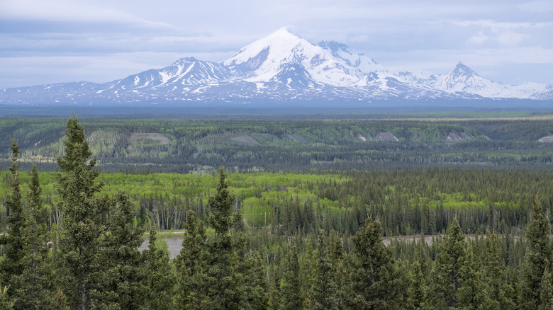 Boreal forest and Mount Blackburn in distance