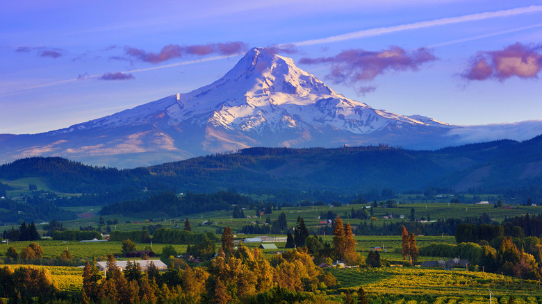 Mount Hood rising over beautiful fields