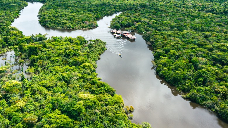 The Amazon rain forest 