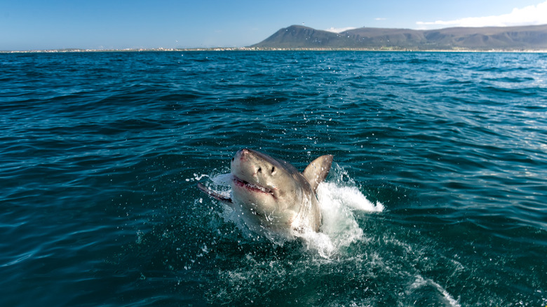 Shark surfacing off the coast of Gansbaai