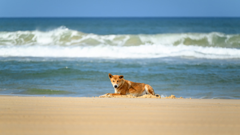 Wild dingo on the beach at Fraser Island