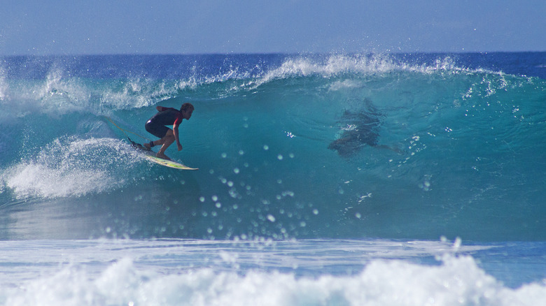 Surfer on wave with shark underwater