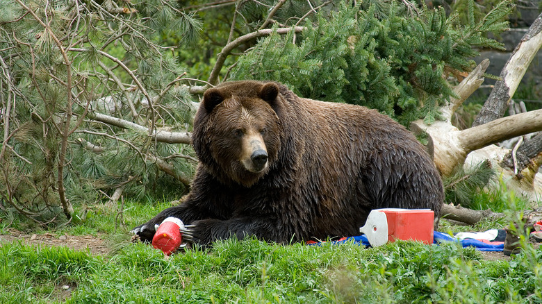 Grizzly bear getting into camp food
