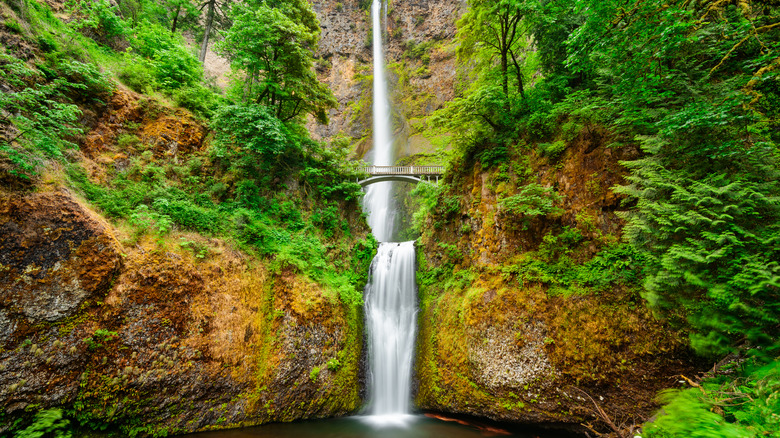 Leaves starting to change color by Multnomah Falls