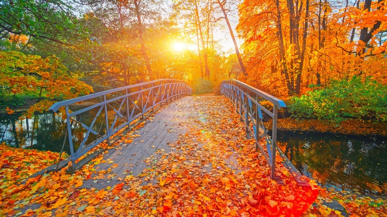 Autumn leaves fallen on bridge over water