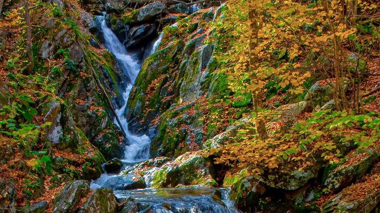 Autumn leaves changing color near waterfall