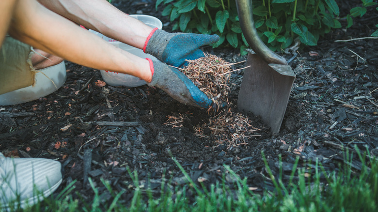 Pine needle mulch