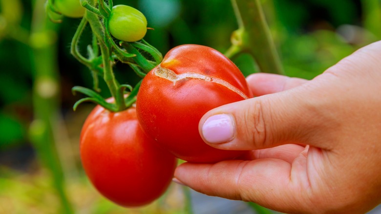 Split red tomato on vine