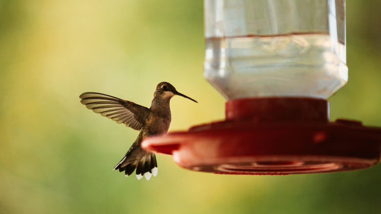 Hummingbird sitting at a feeder