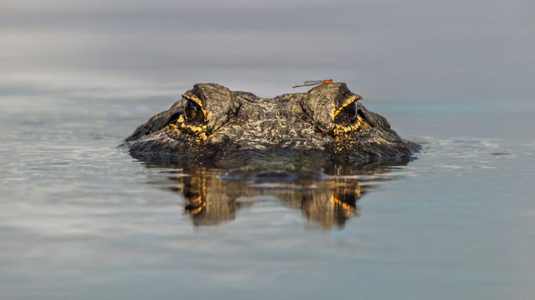 Crocodilian peeks through water 