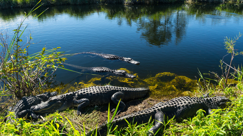 crocodile herd in everglades