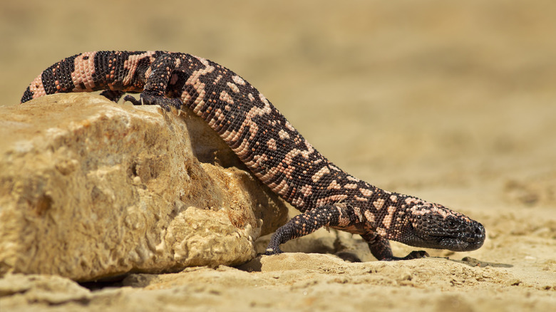 Gila monster in desert habitat