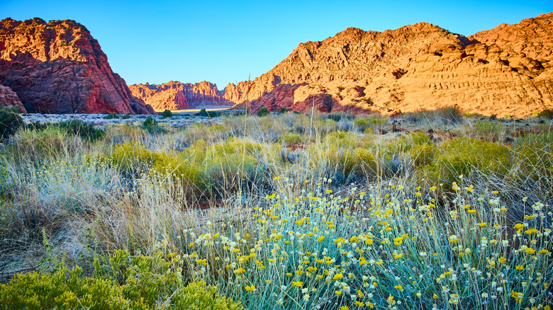 Blooming wildflowers at Snow Canyon State Park