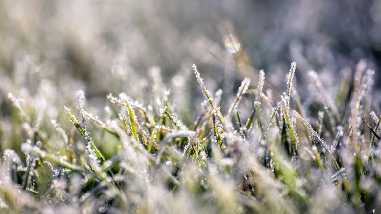 Grass covered in frost or snow