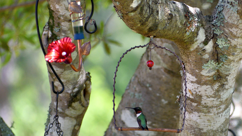 Hummingbird resting on swing next to feeder