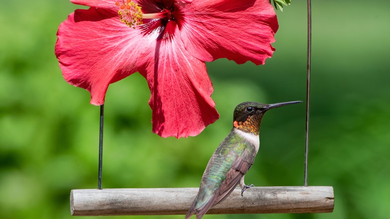 Hummingbird resting on hummingbird swing