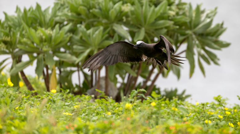 bird flying over a pisonia tree