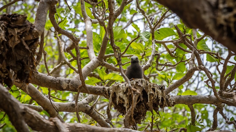 Black noddy bird perching on Pisonia tree