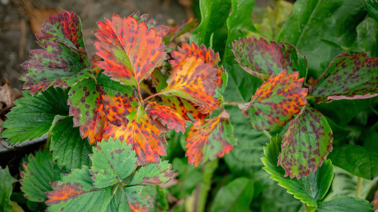 Verticillium wilt damage on plant leaves