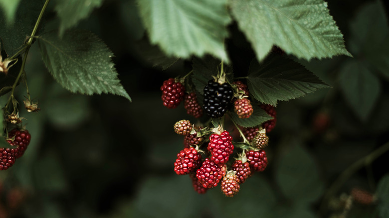 raspberries hanging from bush