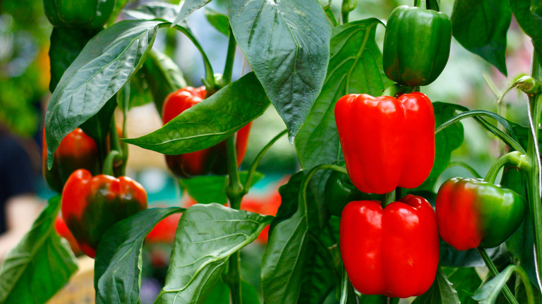 Bell peppers in the garden