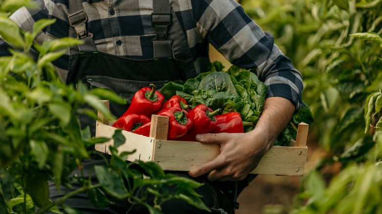 Farmer carrying basket of red peppers and leafy greens