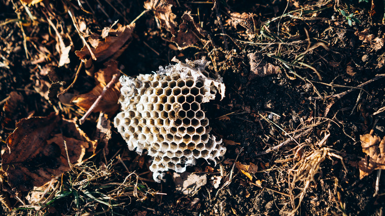 Honeycomb on ground