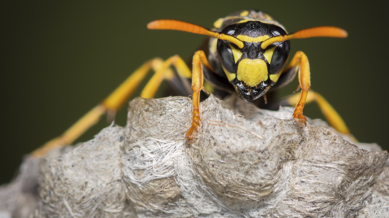 Yellowjacket wasp close-up