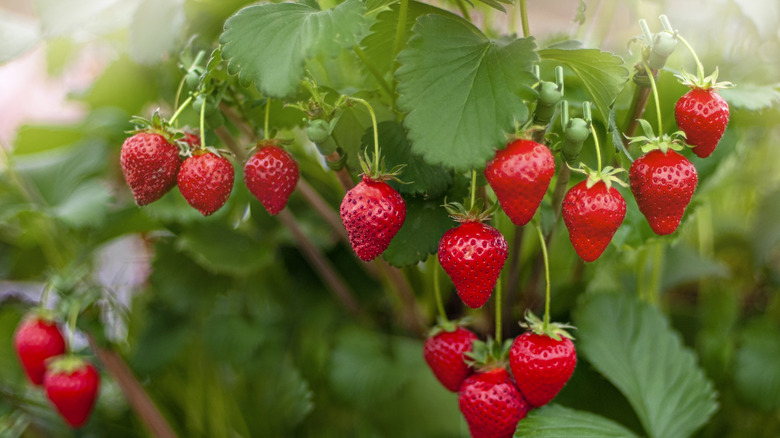 Strawberry plant