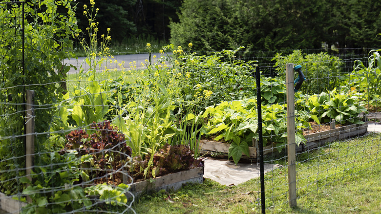 Garden with separated beds