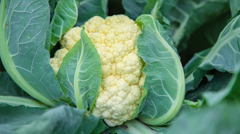 Cauliflower plant close-up