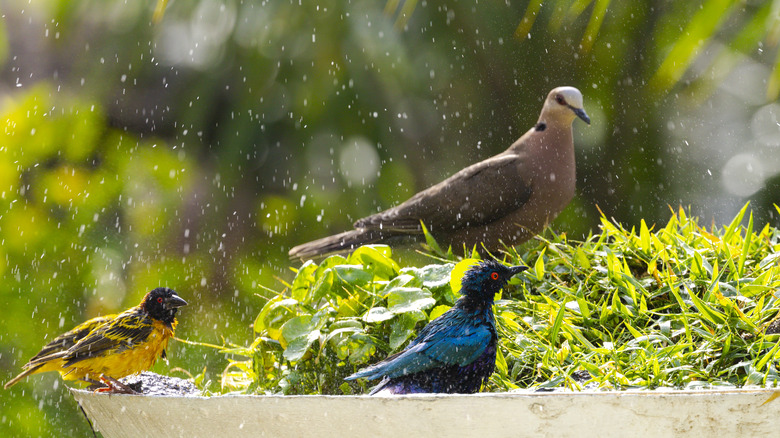 Three birds in a garden fountain