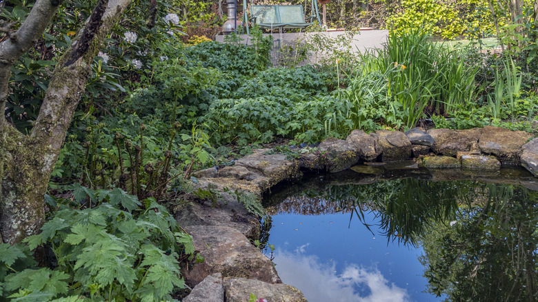 Pond with rocks and greenery around it in a garden