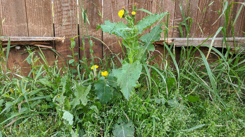 weeds growing in tall grass