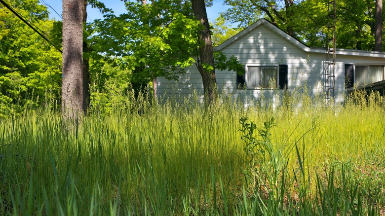 Lawn with dead and dried grass