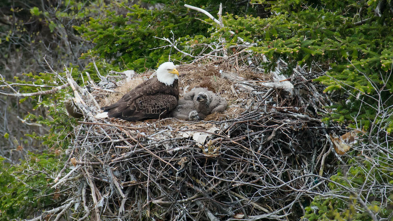 Adult eagle in a nest with two chicks