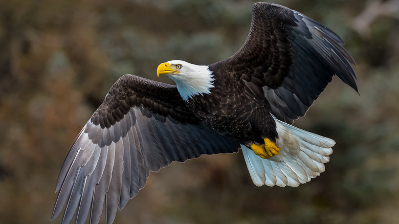 Adult eagle flying