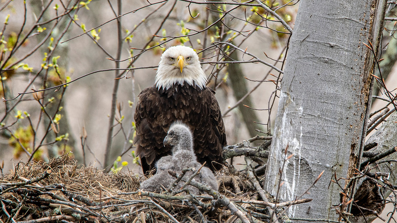 Adult and baby eagle in nest