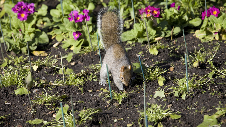 Squirrel digging up garden flowers