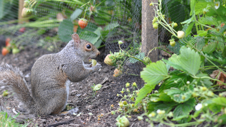Squirrel eating strawberries