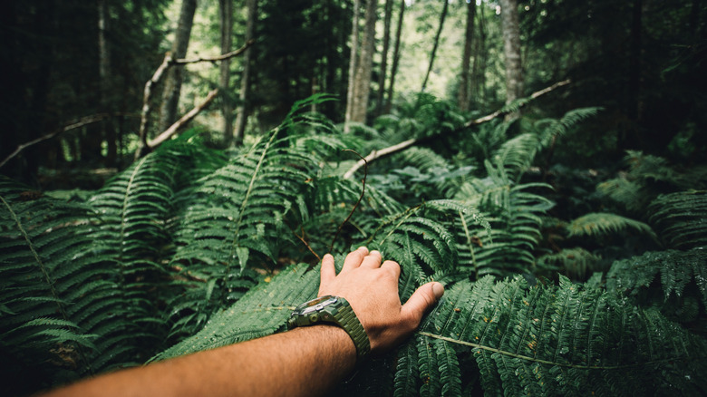 Hand with watch in the jungle