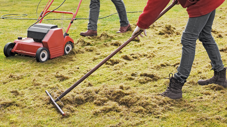 Two people dethatching lawn with electric dethatcher and rake