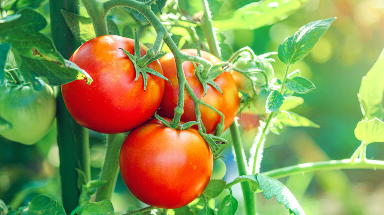 tomatoes on vine, close up