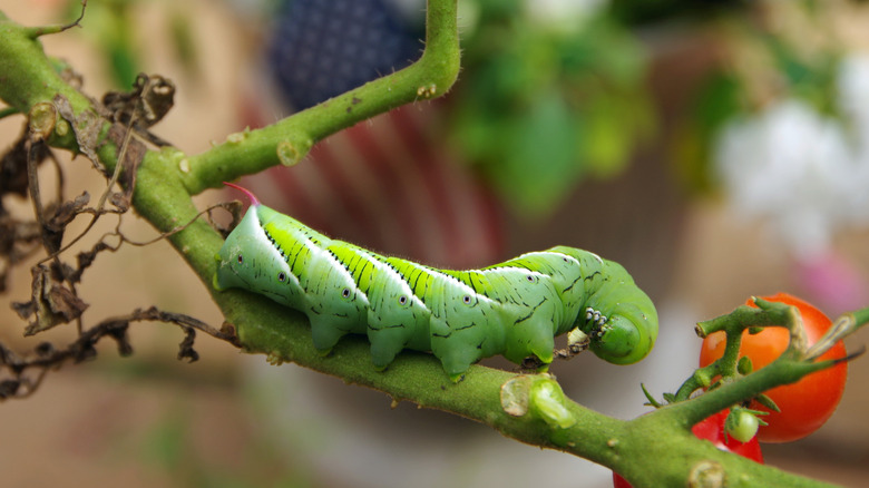 Tomato hornworm on tomato vine